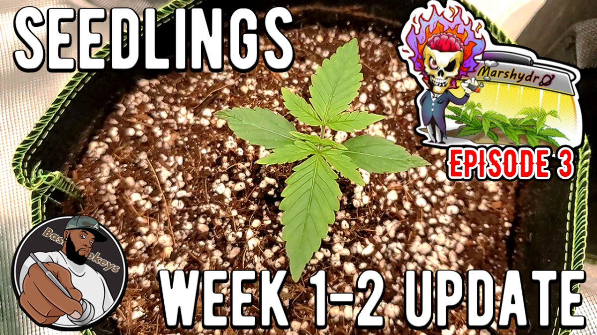 Cannabis Seedlings + Week 1 & 2 Update – The Mars Grow: Gelato Autoflower S1 EP3