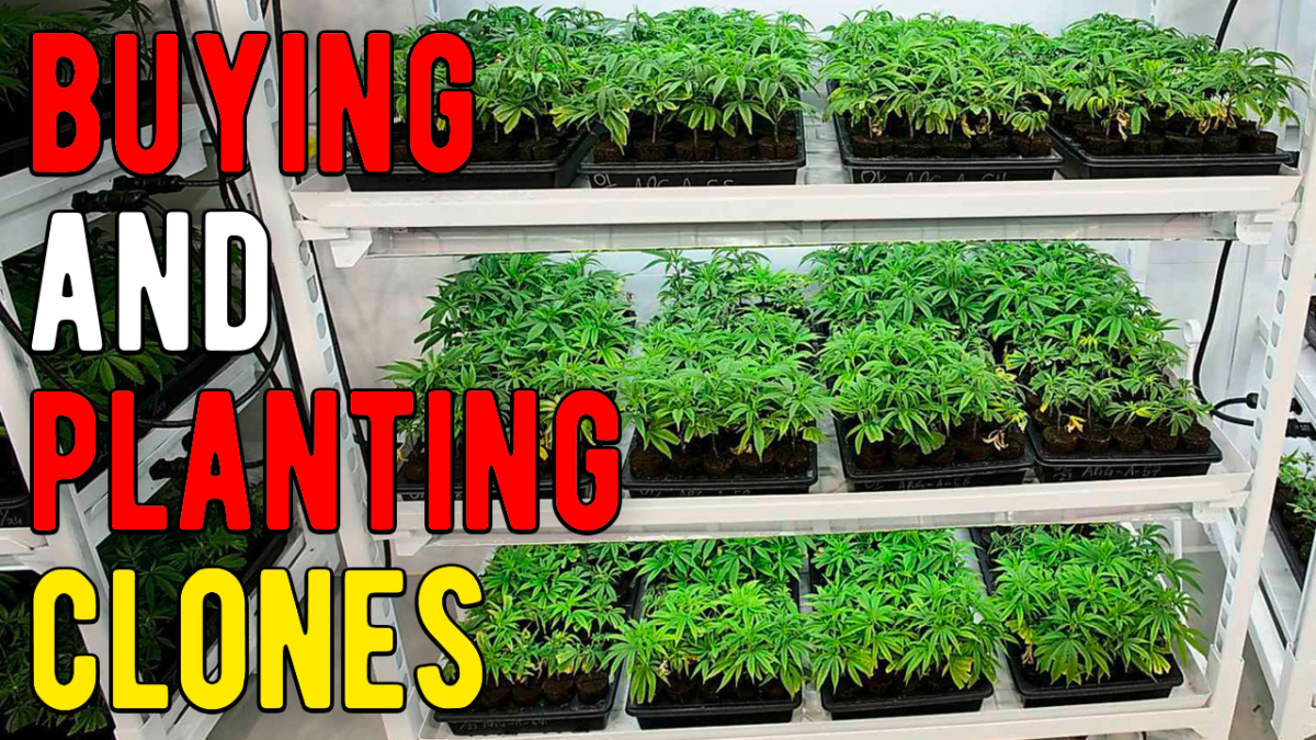 Buying & Planting Clones – THE PHOTO GROW: 4 STRAIN GROW S1 EP3